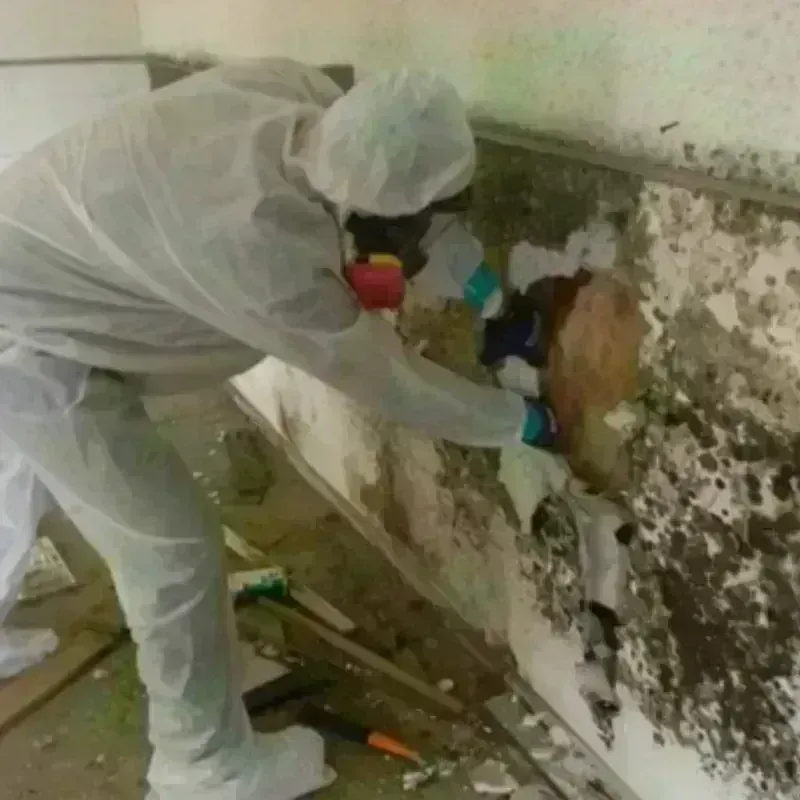 Mold Remediation and Removal in Montrose-Ghent, OH